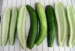 娱乐吃瓜酱花期